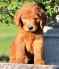 Adorable goldendoodle puppies