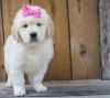 Spectacular AKC goldendoodle puppies