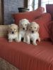 Beautiful Golden doodle Puppies