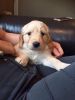 Goldendoodle Girl First Vaccs