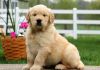 Spectacular AKC Goldendoodle puppies