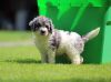 Awesome AKC Golden Doodle Puppies