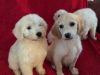 Exceptional Goldendoodle Puppies For Sale