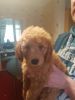 Totally Stunning Miniature Goldendoodle Puppies for sale