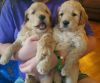 Akc Goldendoodle puppies for sale