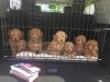Lovely AKC Goldendoodle puppies