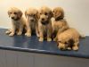 Adorable AKC Goldendoodle puppies
