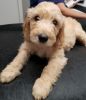 4 Goldendoodle Puppies Ready Now