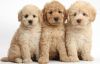 Home raised Golden Doodle puppies