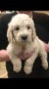 3 Golden Puppies For Sale
