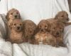 AKC Goldendoodle Puppies