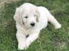 Cute Golden doodle puppies ready now