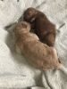 F2b AKC Goldendoodle puppies