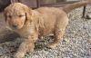 Marty f1 American Goldendoodle