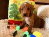 Adorable Golden Doodles just in time for Christmas!