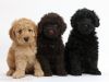 Goldedoodle puppies