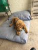 4 Month Old Goldendoodle Male