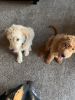 Trained golden doodle puppies