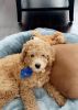 Golden Doodle Male puppy - 12 weeks