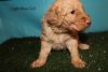 12 Goldendoodles Ready for new homes for Christmas