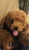 Male 4months old, brown Golden Doodle