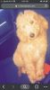 “Teddy” Goldendoodle