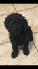 F1b Black Standard Goldendoidle Puppies