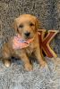 F1 Standard English Goldendoodle Males