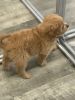 Stunning Goldendoodle puppy: 10 weeks old
