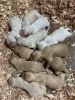 F1b Golden Doodle puppies for sale
