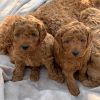 male and female goldendoodle puppies for sale