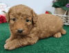 Goldendoodle female smart puppy