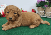Make this wonderful Goldendoodle female a home with you.