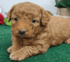 Goldendoodle puppies Vet checked, first shots