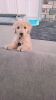 Goldendoodle Sell