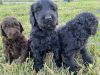 GOLDENDOODLE PUPPIES FOR SALE, F1B