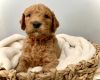 F1B golden doodle puppies for sale