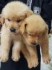 Golden Retriever Heavy male pups available in Hyderabad contact direct