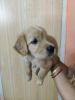 Wanted to sell male Golden Retriever . He is 40 days old