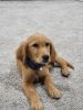 Golden Retriever Puppy 3 months pld
