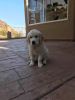 AKC registered Golden Retriever Puppy For Sale