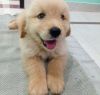 Golden Ret pup for sale
