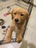 4 Month old Golden Retriever puppy for sale