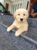 High quality Golden retriever puppy