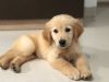 3 Month Old Golden Retriever (Male)