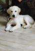 Golden Retriever (English Retriever) puppy for sale