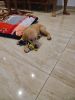 Golden retriver puppy for sale