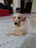 7 months female golden retriever dog for sale