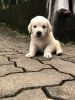 Golden retriever female puppy for sale