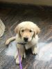 11 Weeks old male Golden Retriver puppy for Sale